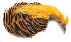 скальп золотого фазана.jpg