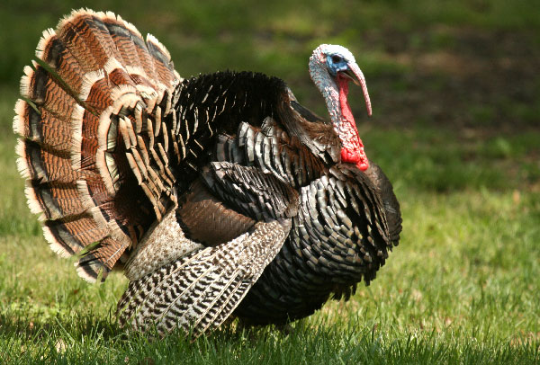 domesticated_turkey.jpg