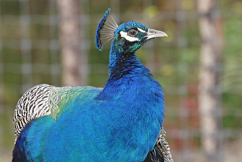 800px-Peacock_portrait02_-_melbourne_zoo.jpg