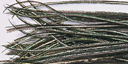 peacockherl-павлин волокна пера.jpg