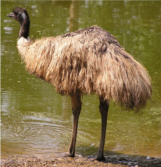 Emoe-страус Эму.jpg