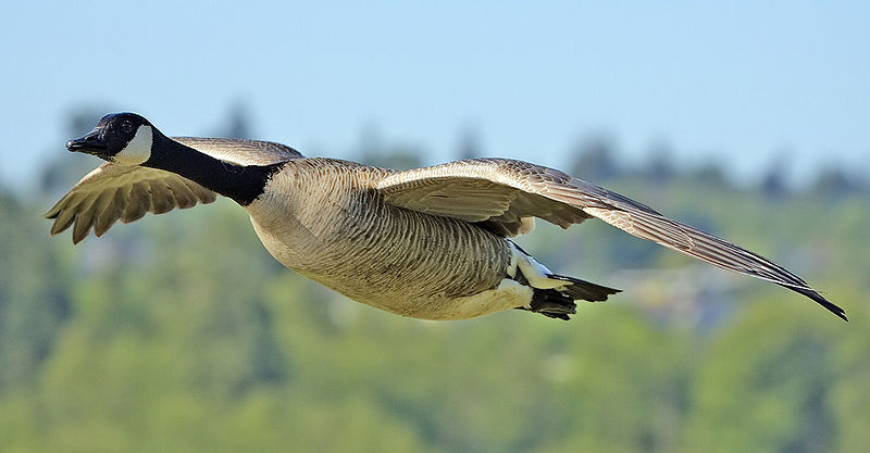 800px-Canada_goose_flight_cropped_and_NR.jpg