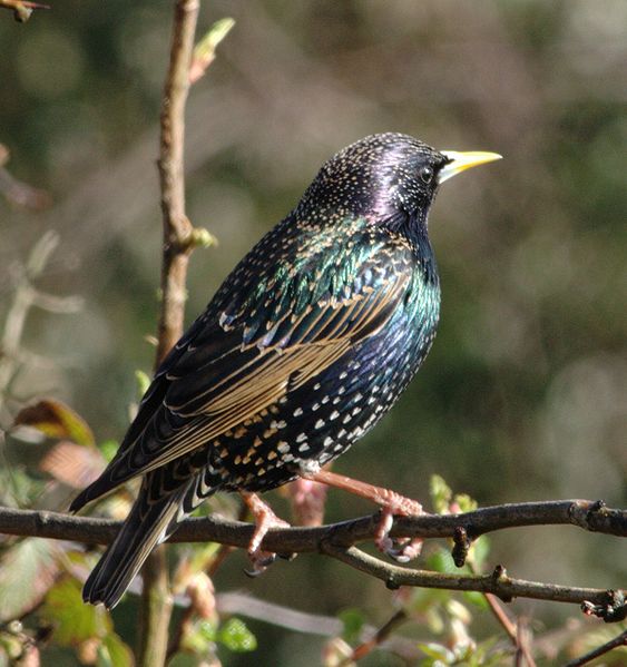 563px-Colourful_starling.jpg