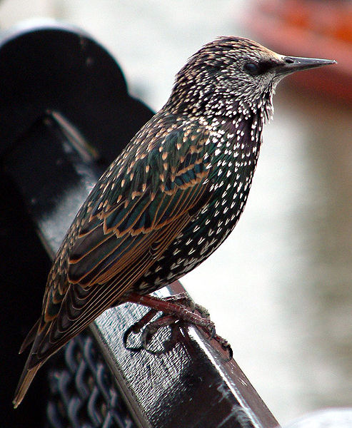 493px-Common_starling_in_london.jpg